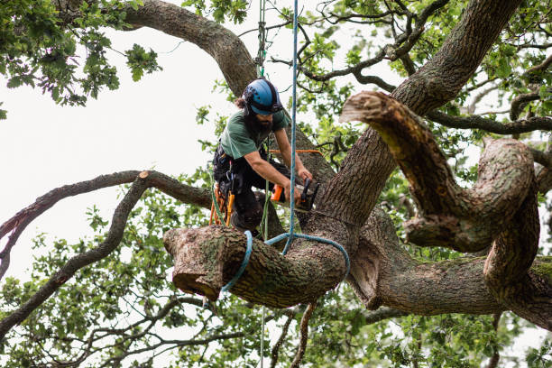 How Our Tree Care Process Works  in  Ludowici, GA