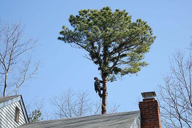 Mulching Services in Ludowici, GA